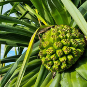 Pine Seeds - All In One For Home Gardens