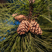 Pine Seeds - All In One For Home Gardens