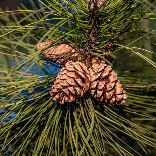 Pine Seeds - All In One For Home Gardens