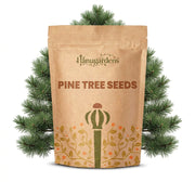 Pine Tree Seeds – Pinus spp.