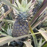 Ananas comosus Pineapple Seeds