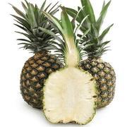 Ananas comosus Pineapple Seeds