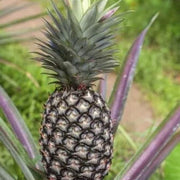 Black Pineapple Seeds