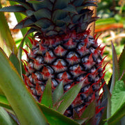 Brown Pineapple Seeds