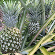Green Pineapple Seeds