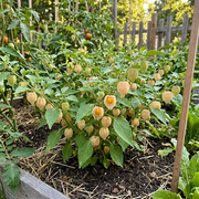 Ground Cherry Seeds – Physalis pruinosa