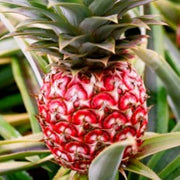 Red Pineapple Seeds