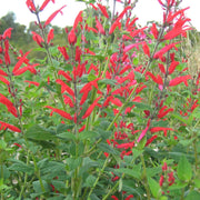 Pineapple Sage Seeds For Planting - Herbal Plant
