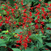 Pineapple Sage Seeds For Planting - Herbal Plant
