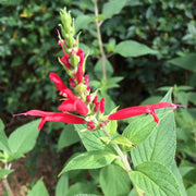 Pineapple Sage Seeds For Planting - Herbal Plant