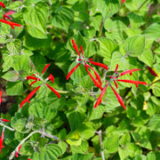 Pineapple Scented Sage Seeds - Herbal Plant