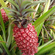 Brown Pineapple Seeds