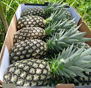 Green Pineapple Seeds