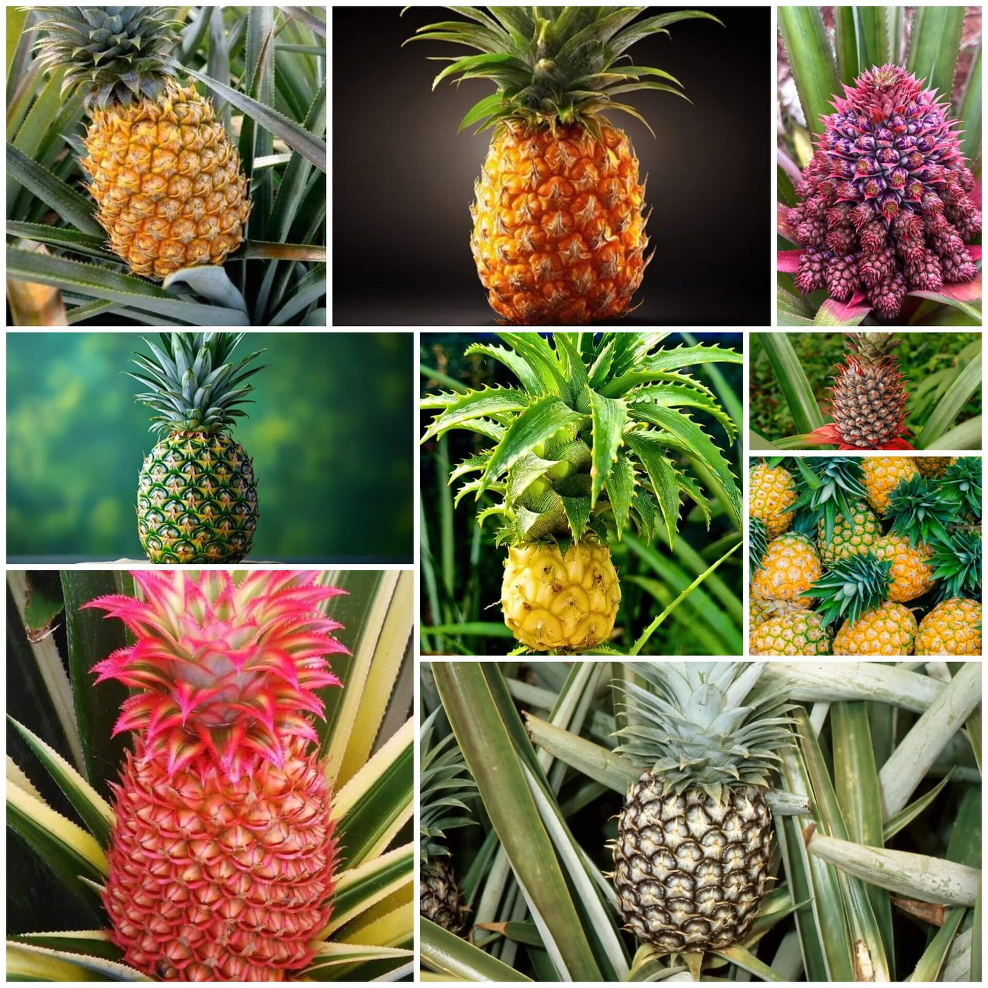 Pineapple Seeds - All In One For Home Gardens