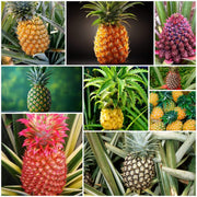 Pineapple Seeds - All In One For Home Gardens