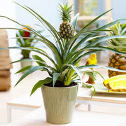 Pineapple Seeds - All In One For Home Gardens