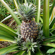 Pineapple Seeds - All In One For Home Gardens