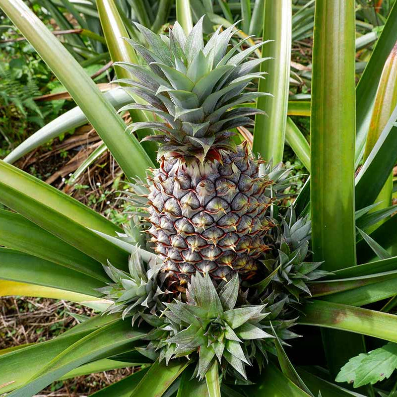 Pineapple Seeds - All In One For Home Gardens