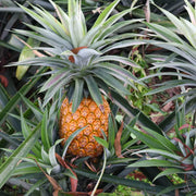 Pineapple Seeds - All In One For Home Gardens