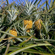 Pineapple Seeds - All In One For Home Gardens