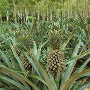 Pineapple Seeds - All In One For Home Gardens