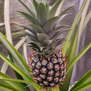 Black Pineapple Seeds