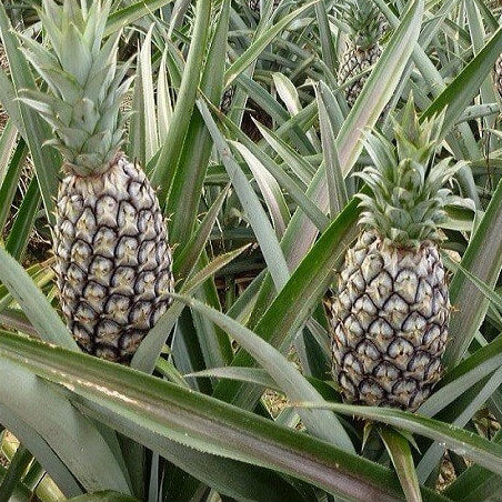 Ananas comosus Pineapple Seeds