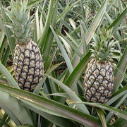 Ananas comosus Pineapple Seeds