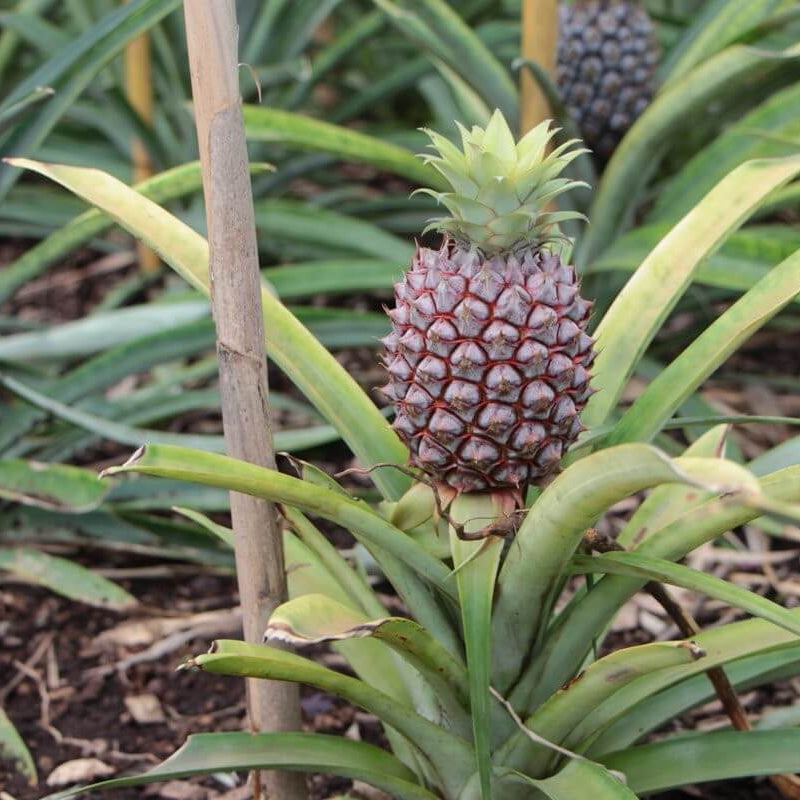 Black Pineapple Seeds