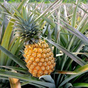 Brown Pineapple Seeds