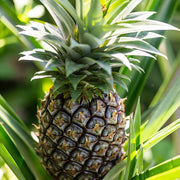 Green Pineapple Seeds
