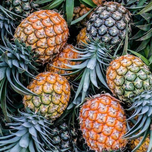 Orange Green Pineapple Seeds