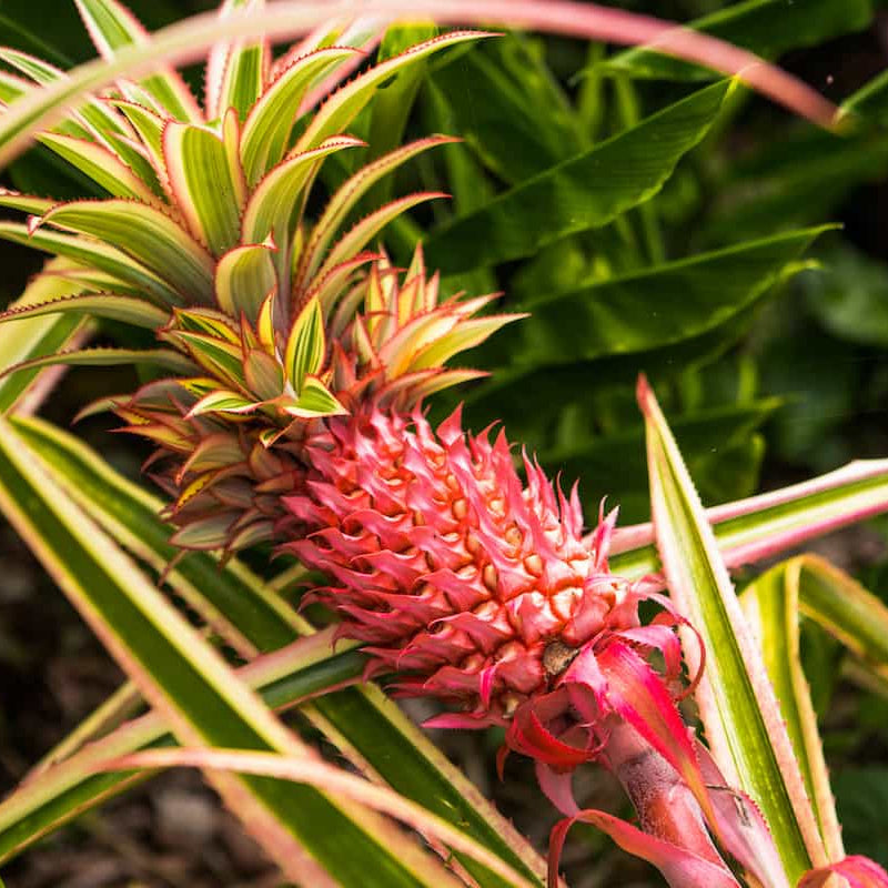 Red Pineapple Seeds