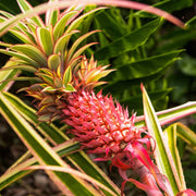 Red Pineapple Seeds