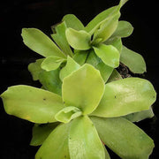 Giant Butterwort Seeds