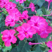 Colorful Four O'Clock Seeds