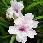 Ruellia Simplex Mexican Petunia Seeds
