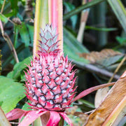 Pink Pineapple Seeds