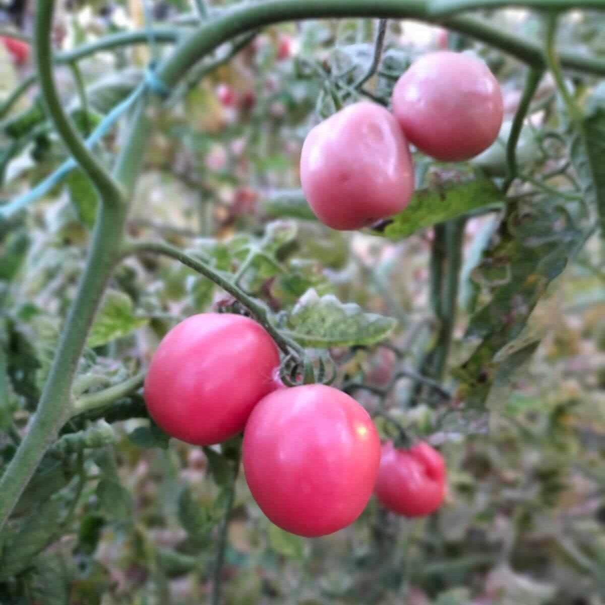Pink Tomato Seeds