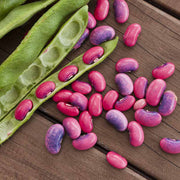 Scarlet Runner Bean Seeds