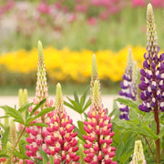 Yellow & Pink Lupine Seeds