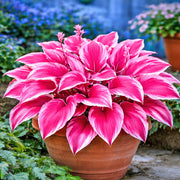 Pink Hosta Seeds