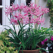 Pink African Lily Agapanthus Seeds