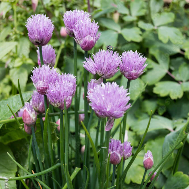 Pink Agapanthus Seeds - Herbal Plant
