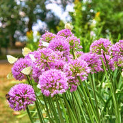 Pink Agapanthus Seeds - Herbal Plant