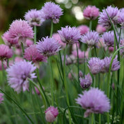Pink Agapanthus Seeds - Herbal Seeds
