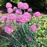 Pink Agapanthus Seeds - Herbal Plant