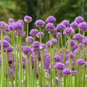 Pink Agapanthus Seeds - Herbal Seeds