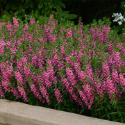 Angelonia Seeds – Angelonia angustifolia