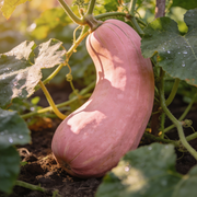 Winter Squash Seeds – Cucurbita maxima